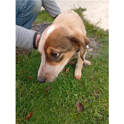 COMUNE DI COLLE D'ANCHISE - CANE - Microchip 380260044165285
