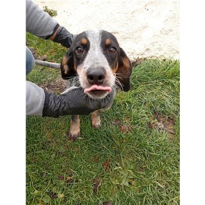 COMUNE DI COLLE D'ANCHISE - CANE - Microchip 380260044163463
