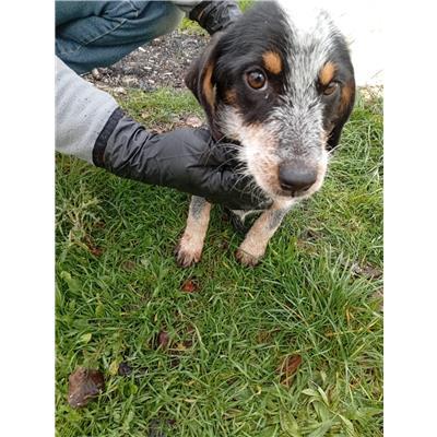 COMUNE DI COLLE D'ANCHISE - CANE - Microchip 380260044163420