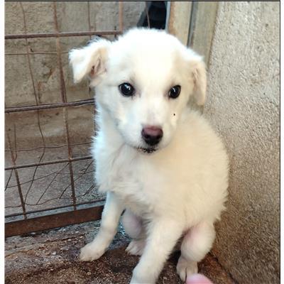 COMUNE DI CAPRIATI A VOLTURNO - CANE - Microchip 380260170380110