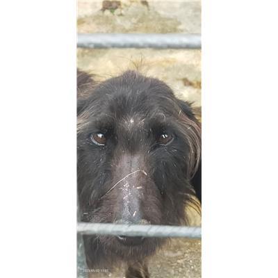 COMUNE DI MONTAQUILA - CANE - Microchip 380260000845869