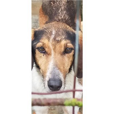 COMUNE DI MONTAQUILA - CANE - Microchip 380260043378296