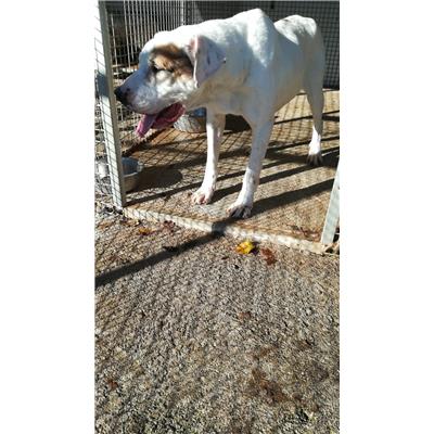 COMUNE DI POZZILLI - CANE - Microchip 380260000743949