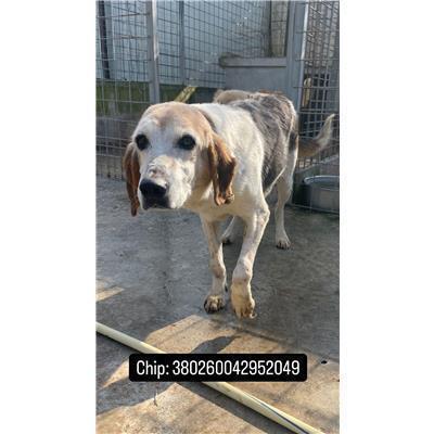 COMUNE DI POZZILLI - CANE - Microchip 380260042952049