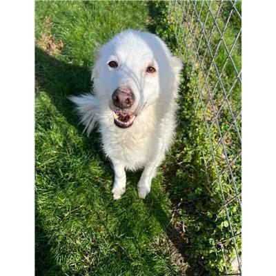 COMUNE DI POZZILLI - CANE - Microchip 380260042959108