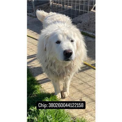 COMUNE DI FERRAZZANO - 380260044122158