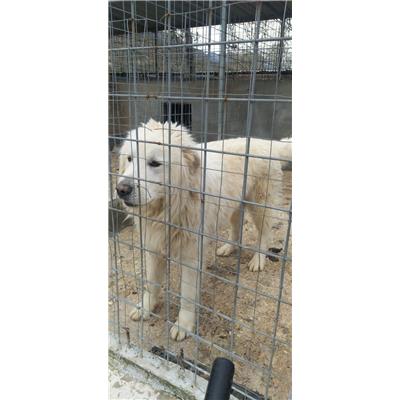 COMUNE DI FERRAZZANO - 380260044122158