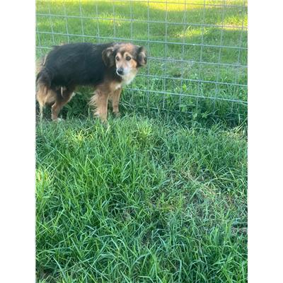 COMUNE DI PIETRAVAIRANO - CANE - Microchip 380260101419720