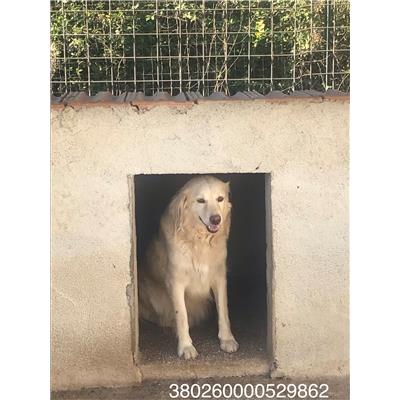 COMUNE DI ALIFE - 380260000529862