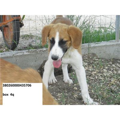 COMUNE DI BELMONTE DEL SANNIO - 380260000435706