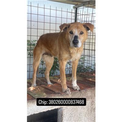 COMUNE DI MONTERODUNI - 380260000837468