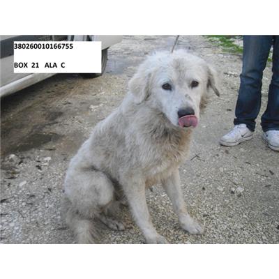 COMUNE DI ALIFE - 380260010166755