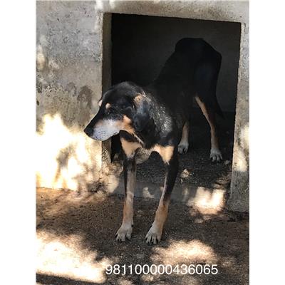 COMUNE DI VENAFRO - 981100000436065