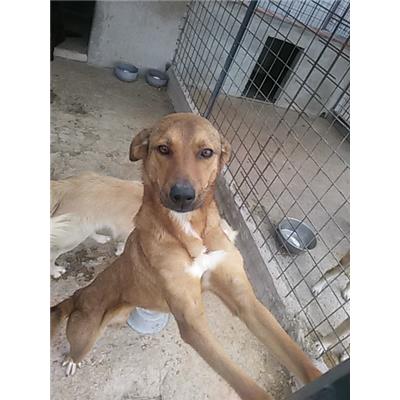 COMUNE DI PIEDIMONTE MATESE - 380260010191161