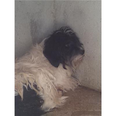COMUNE DI COLLE D'ANCHISE - 380260041222291