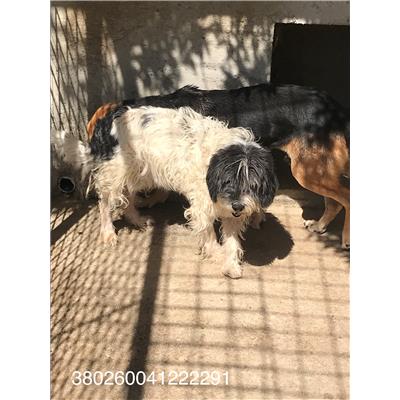 COMUNE DI COLLE D'ANCHISE - CANE - Microchip 380260041222291