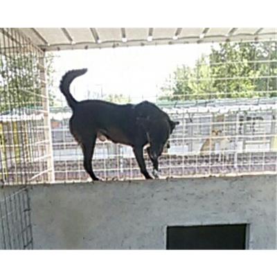COMUNE DI PIEDIMONTE MATESE - 380260010209793