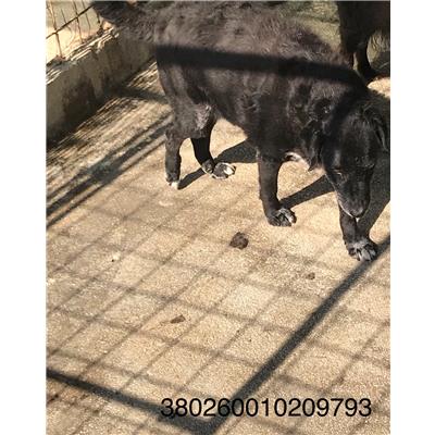 COMUNE DI PIEDIMONTE MATESE - 380260010209793