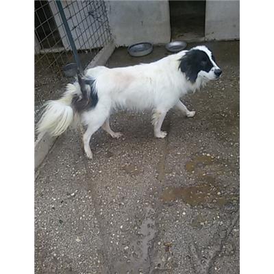 COMUNE DI PIEDIMONTE MATESE - 380260010224795