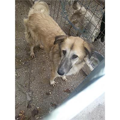 COMUNE DI PIEDIMONTE MATESE - 380260010224918