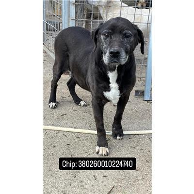 COMUNE DI PRATELLA - 380260010224740