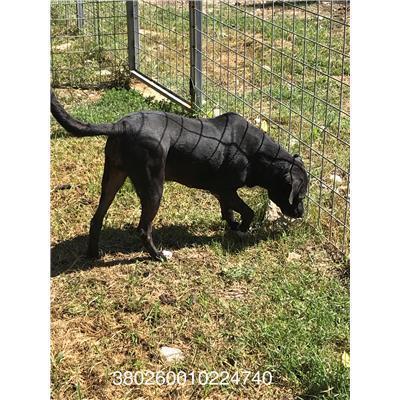 COMUNE DI PRATELLA - 380260010224740