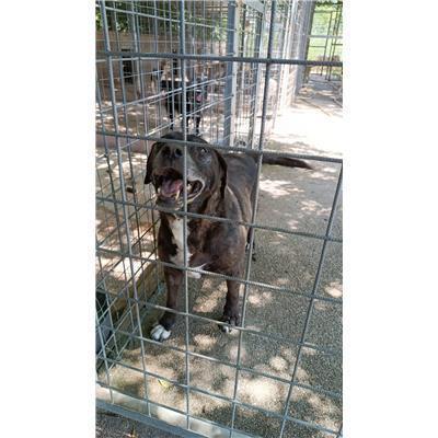 COMUNE DI PRATELLA - 380260010224740