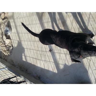 COMUNE DI PRATELLA - 380260010224740