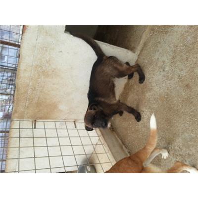 COMUNE DI ALIFE - 380260010222740