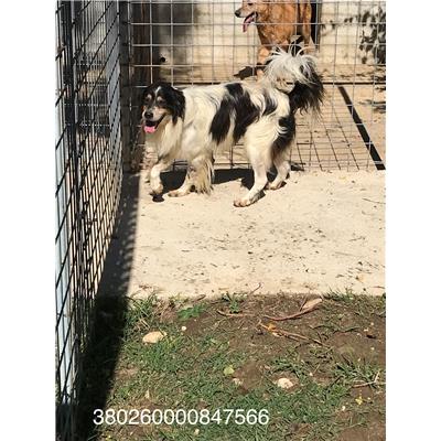 COMUNE DI VENAFRO - 380260000847566