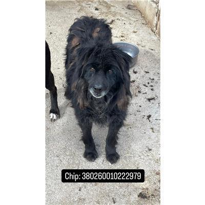 COMUNE DI ALIFE - 380260010222979