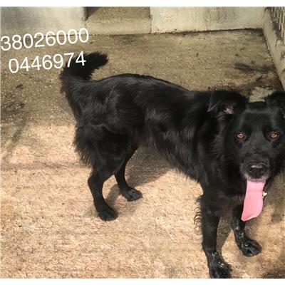 COMUNE DI POGGIO SANNITA - 380260000446974