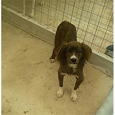 COMUNE DI PIEDIMONTE MATESE - 380260010230719